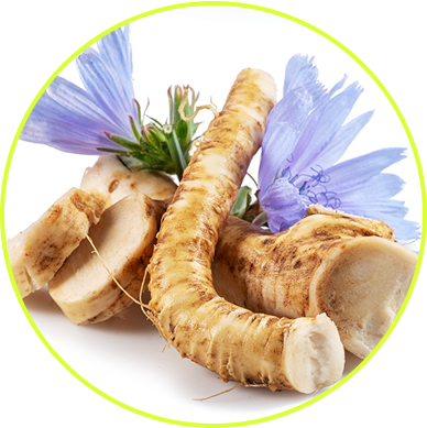 Chicory Root Inulin